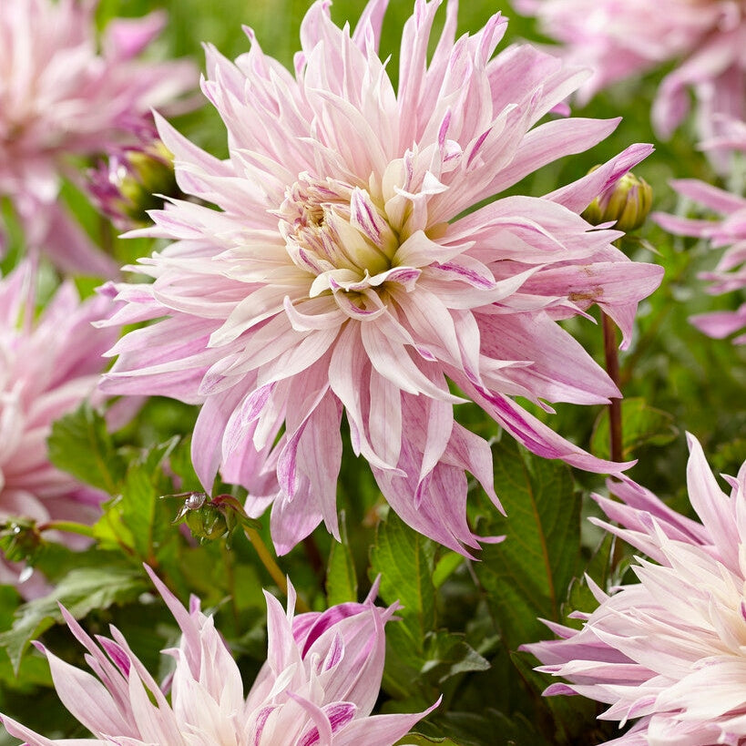 Dahlia Cactus Labyrinth Twotone 1-pakke